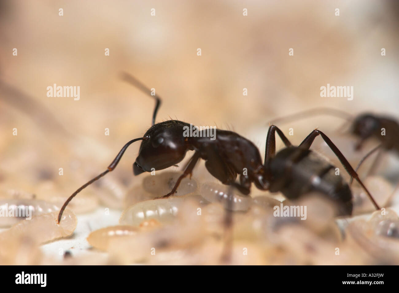 A carpenter ant with larvae close up Stock Photo Alamy