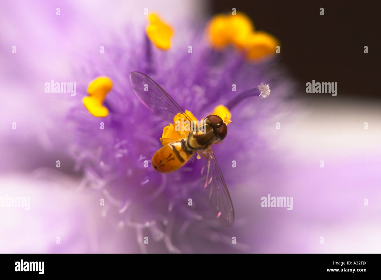 A yellow hoverfly on a violet flower close up Stock Photo