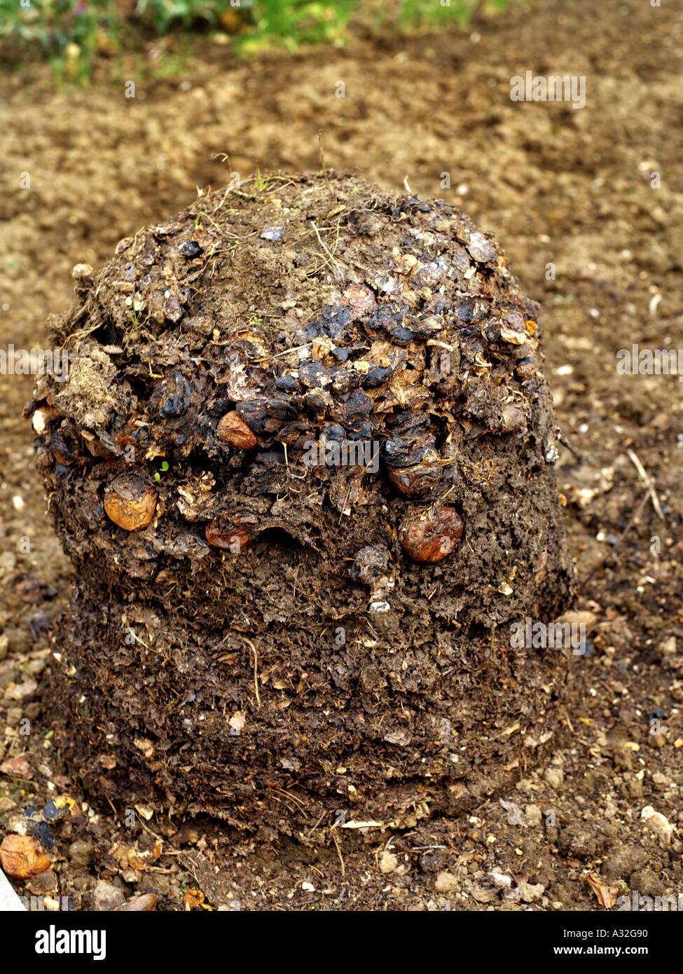 Compost Heap Stock Photo