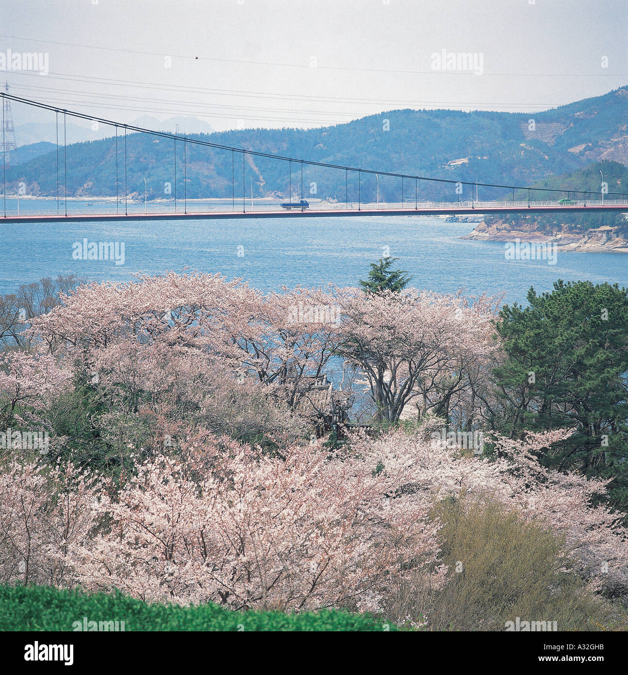 The flower season in southern area Korea Stock Photo