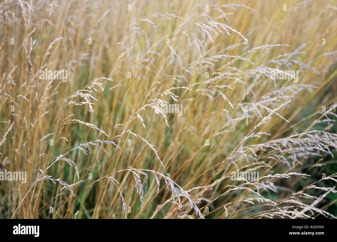 Close up of mature golden grass stems and seedheads of Red or Creeping fescue or Festuca rubra Stock Photo