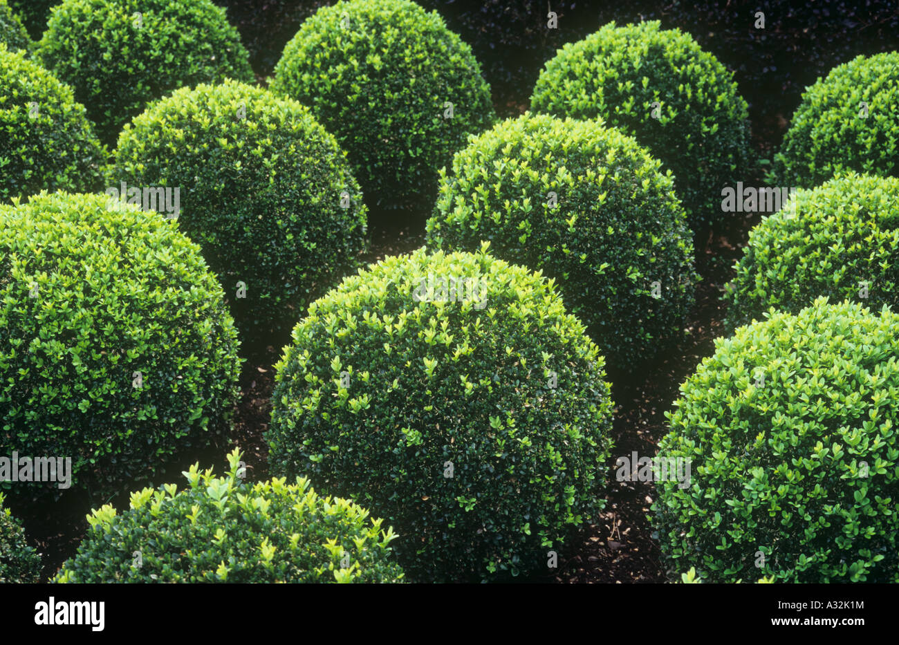 Mid-green Box or Buxus shrubs clipped into low spheres contrasting with deep purple of Barberry hedge or Berberis thunbergii Stock Photo