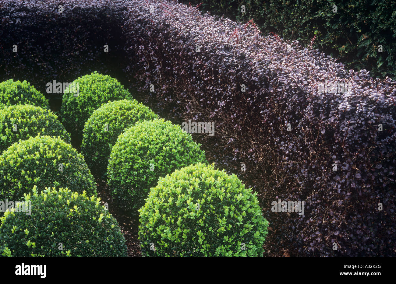 Mid-green Box or Buxus shrubs clipped into low spheres contrasting with deep purple of Barberry hedge or Berberis thunbergii Stock Photo