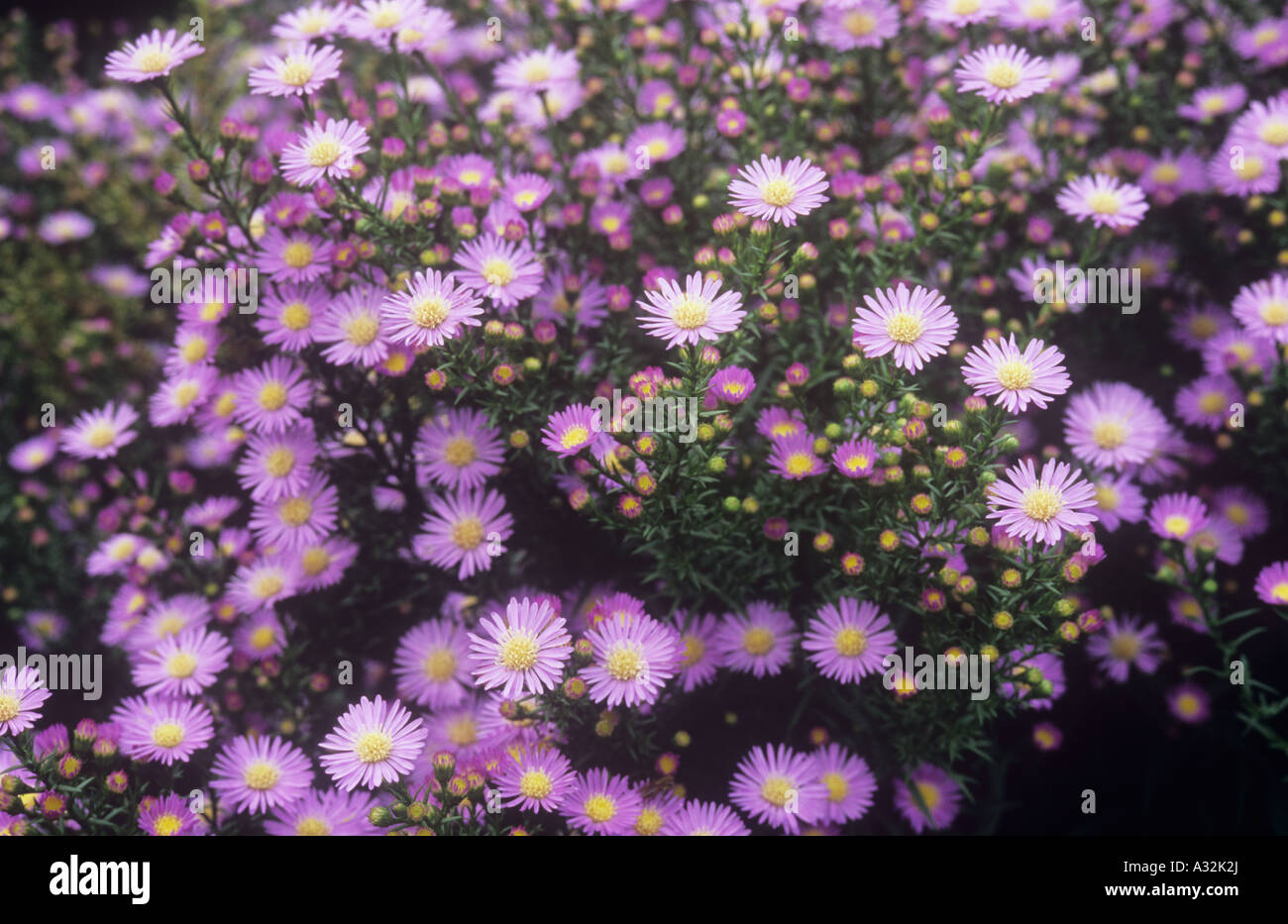 Part of a prolific border perennial Michaelmas daisy or Aster plant bearing hundreds of pink and yellow flowers Stock Photo