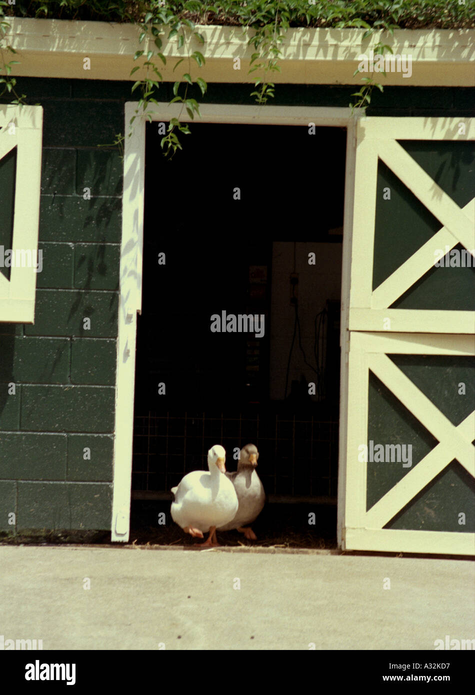 A Farmyard Barn With Two Ducks Standing At The Door Stock
