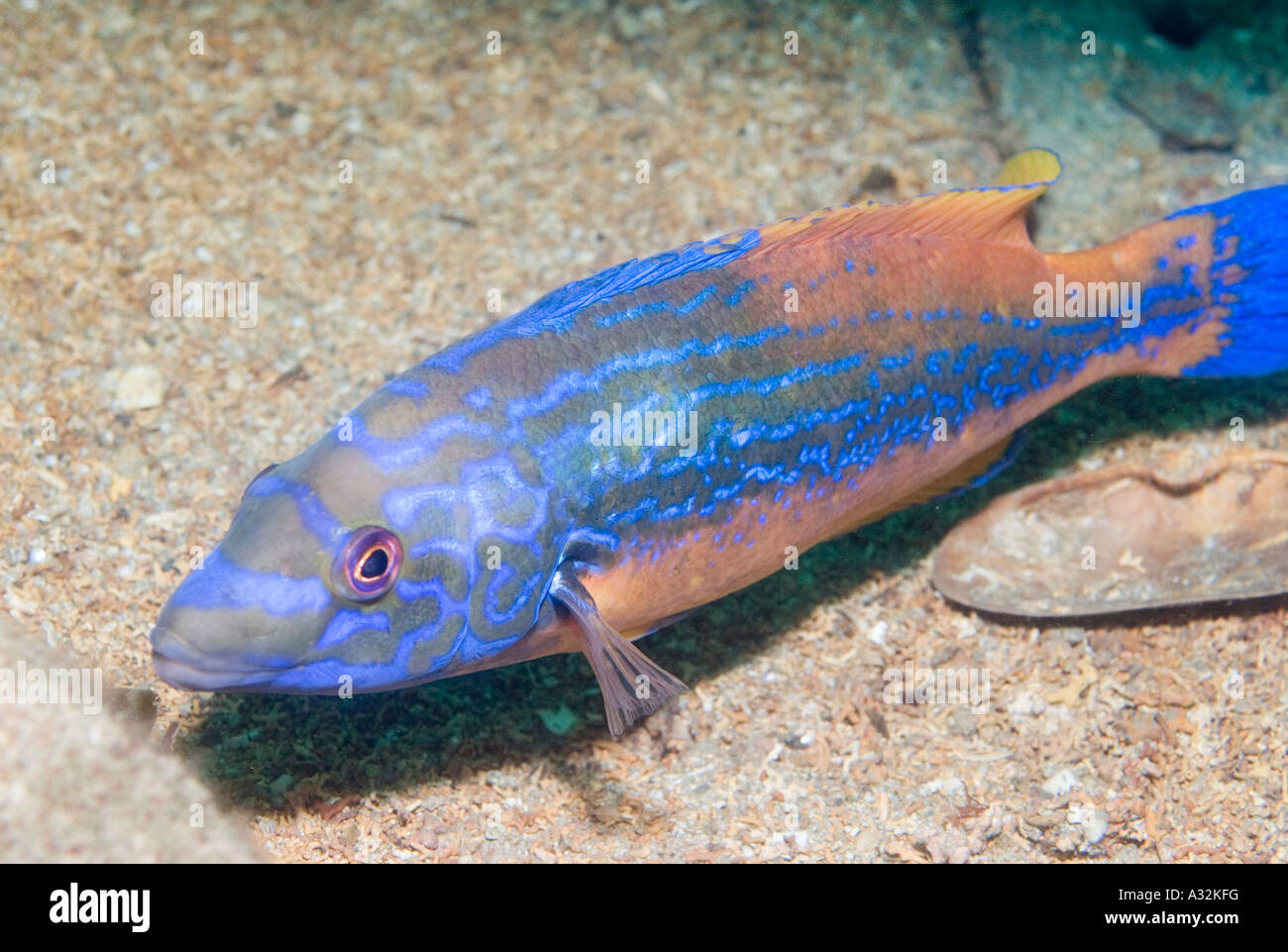 Cuckoo Wrasse Cornwall Hi res Stock Photography And Images Alamy cuckoo-wrasse-cornwall-hi-res-stock-photography-and-images-alamy