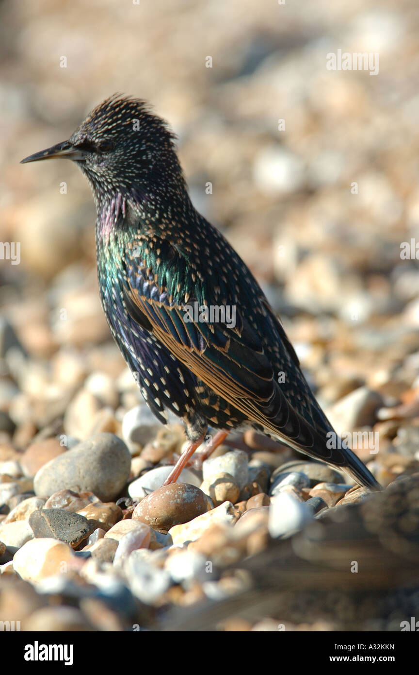 Close up starling bird hi-res stock photography and images - Alamy