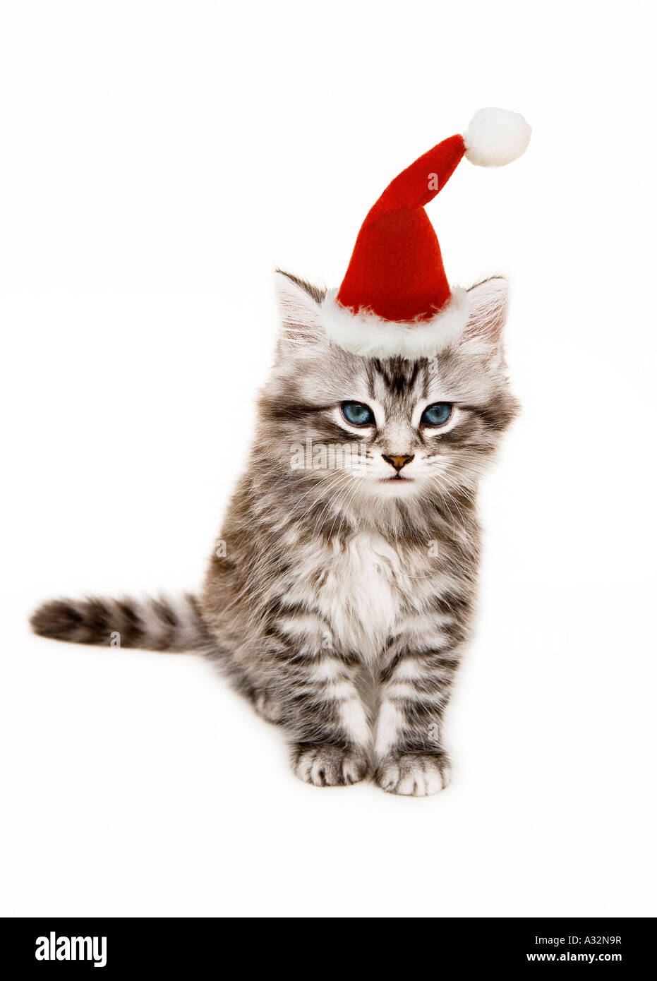 Kitten wearing a Santa hat Stock Photo