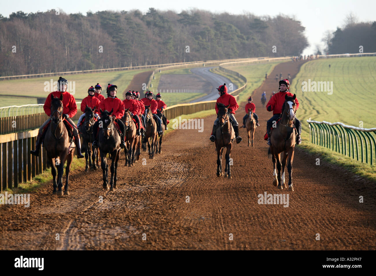 Racehorses returning from the Gallops, morning light, Newmarket, Suffolk England, UK Stock Photo