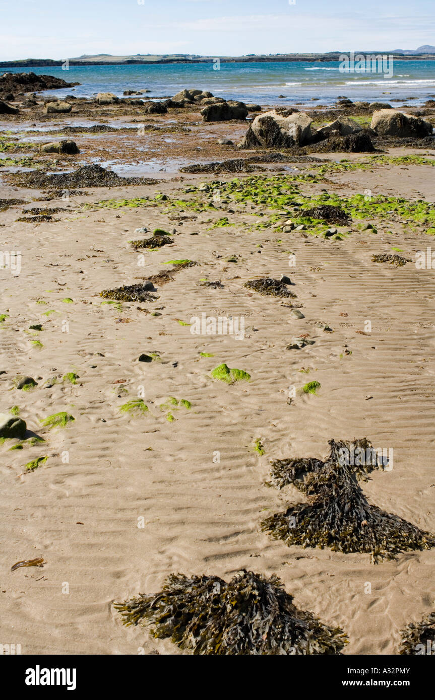 Seaweed on the Shore Stock Photo - Alamy