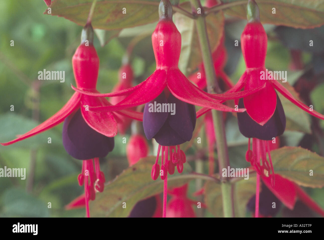 Fuchsia 'Mrs Popple' AGM Close up of three red and purple single flowered fuchsia blooms. Stock Photo