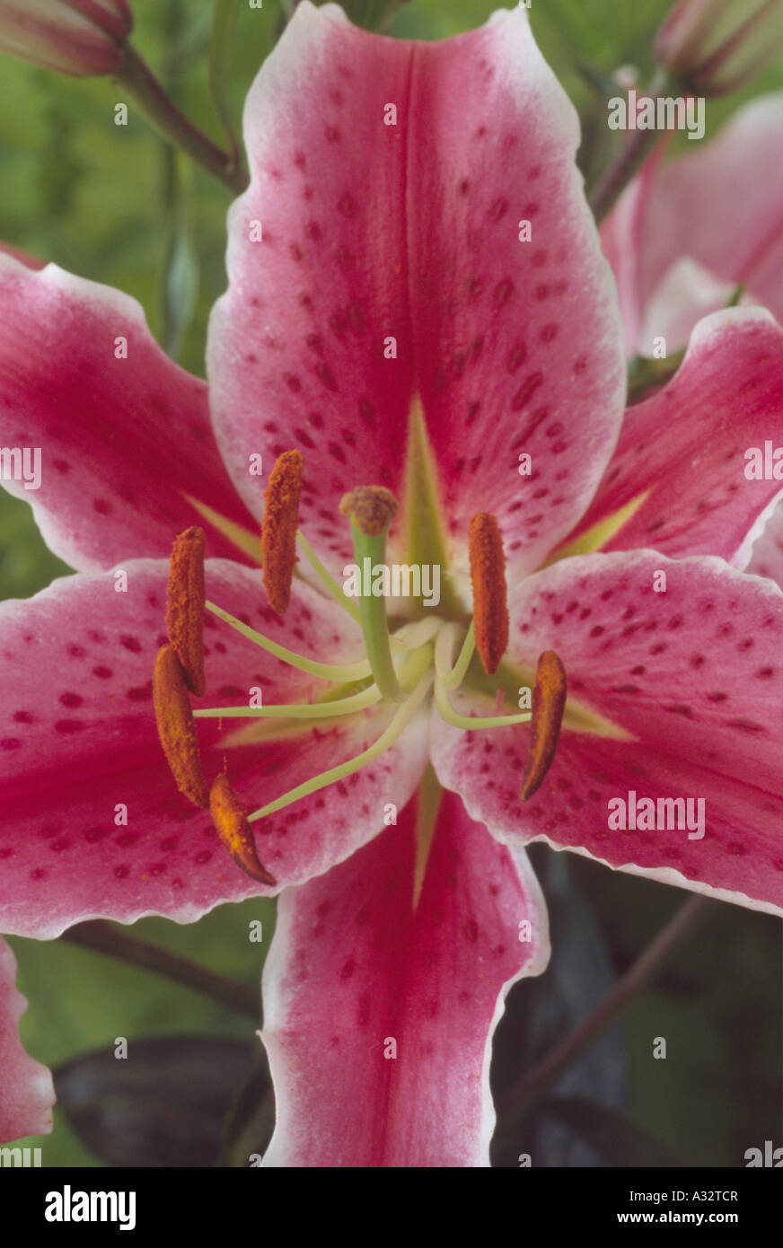 Lilium 'Star Gazer' (Oriental lily) Close up of pink with white edge  lily flower. Stock Photo