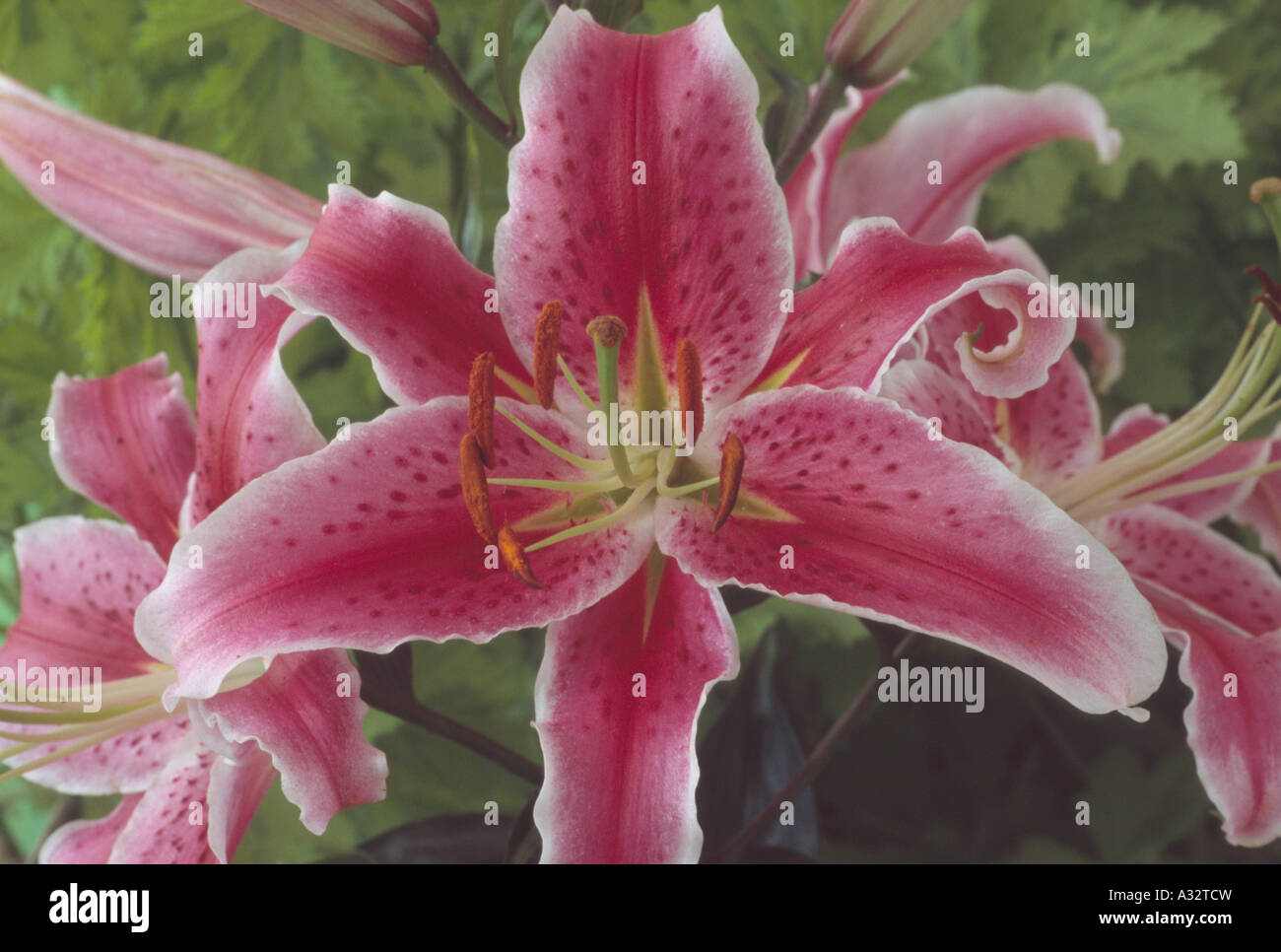 Lilium 'Star Gazer' (Oriental lily) Close up of pink with white edge  lily flower. Stock Photo