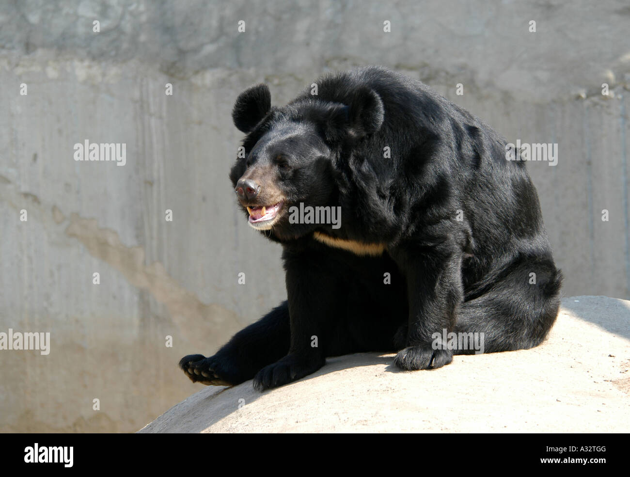 Asian black bear (Ursus thibetanus) at Moscow Zoo, Russia Stock Photo