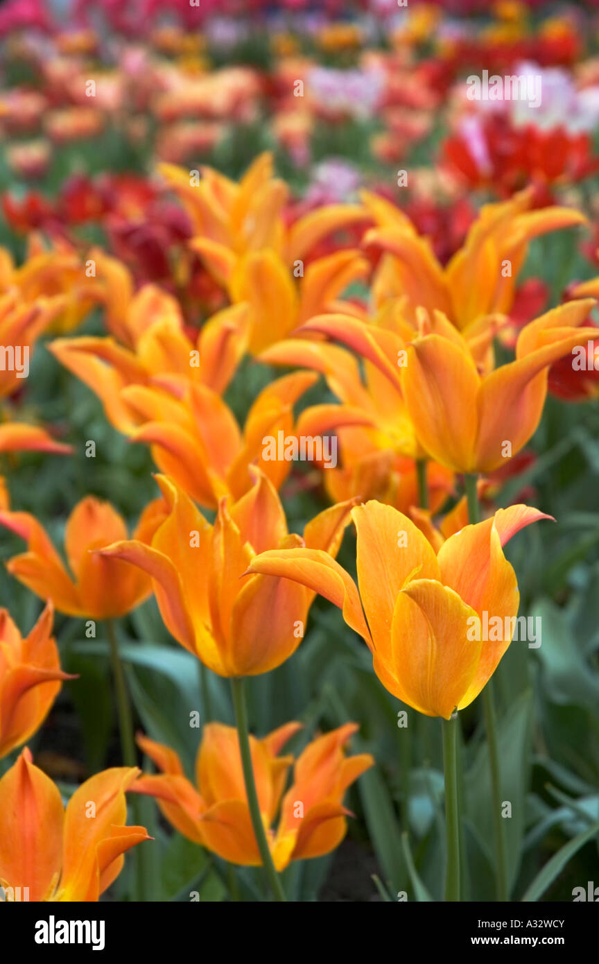 a bed of orange tulips Stock Photo
