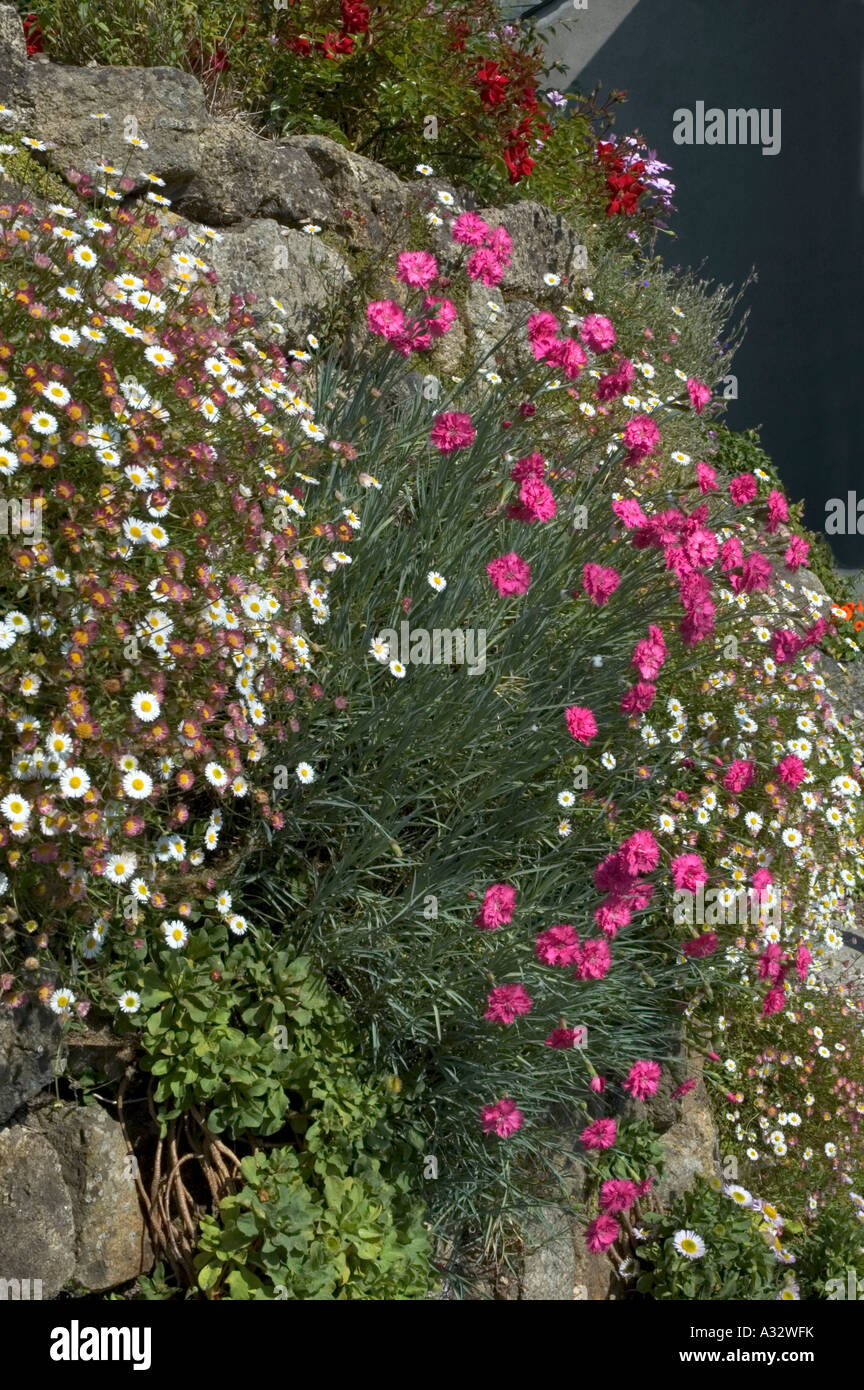 wild flowers growing on a stone garden wall Stock Photo - Alamy