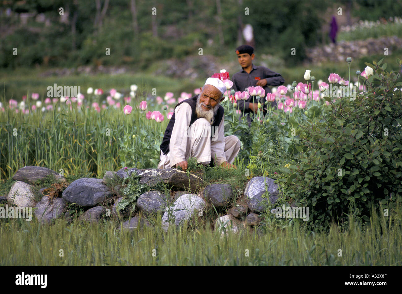 Men guard a bumper crop of flowering opium poppies, growing in fields along the Pakistan / Afghanistan border. Stock Photo