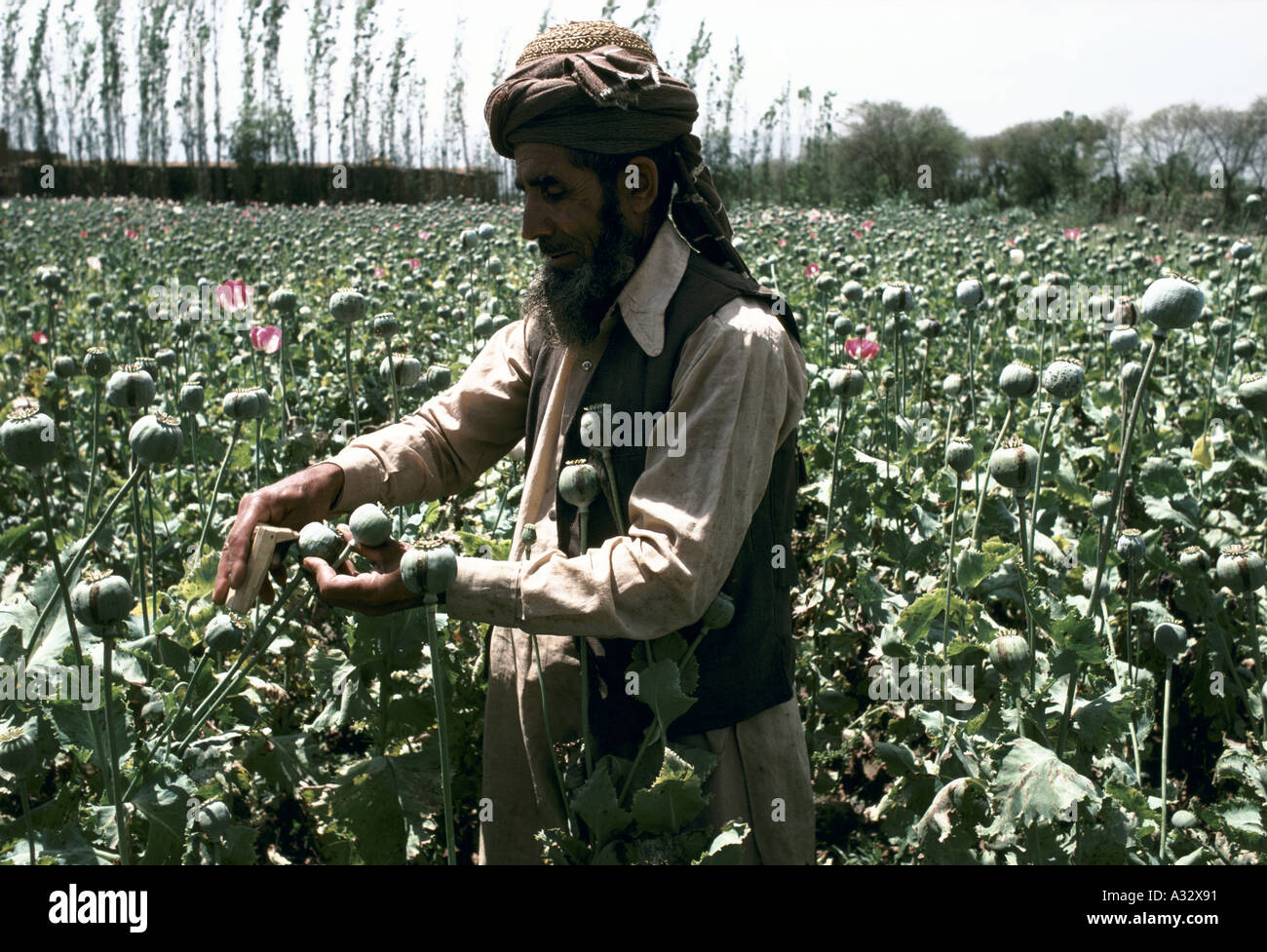 Opium farmer hi res stock photography and images Alamy