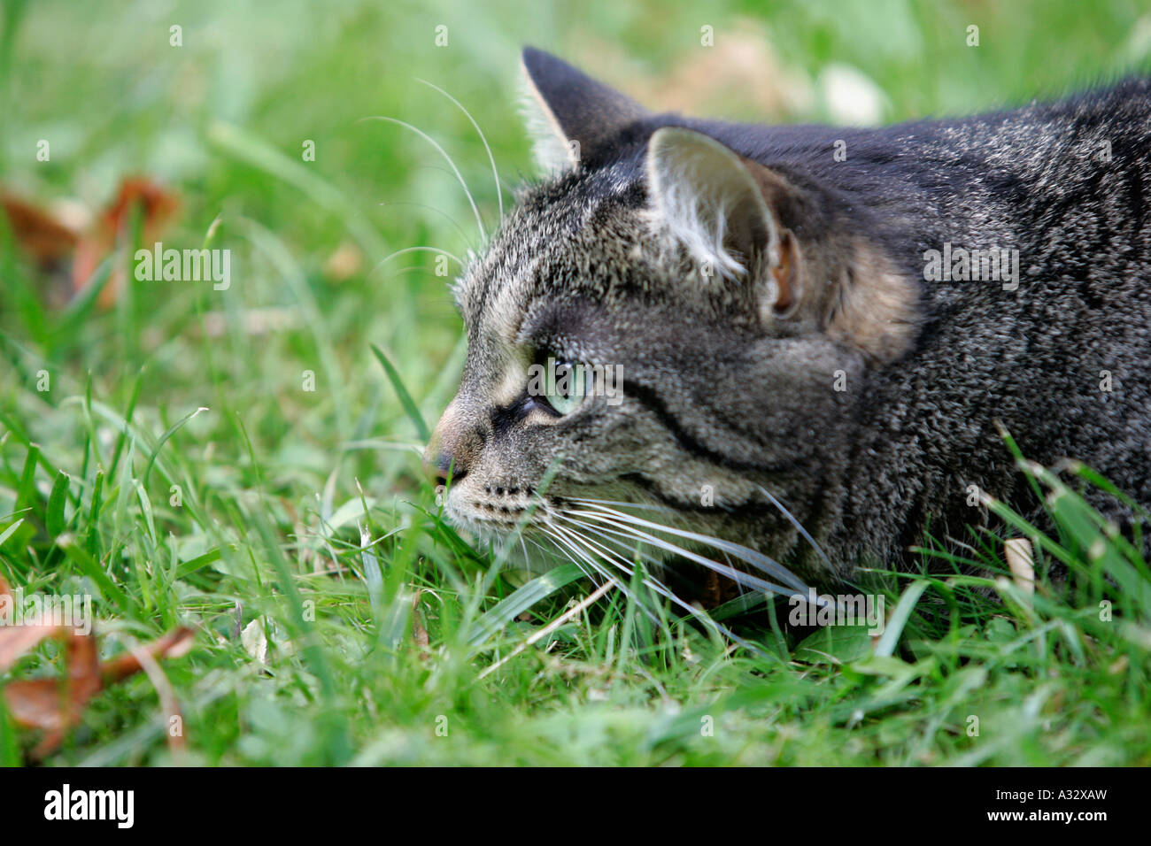 Cat lurking in a garden Stock Photo