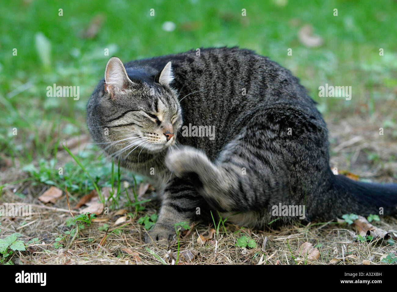 Cat in a garden scratching itself Stock Photo Alamy