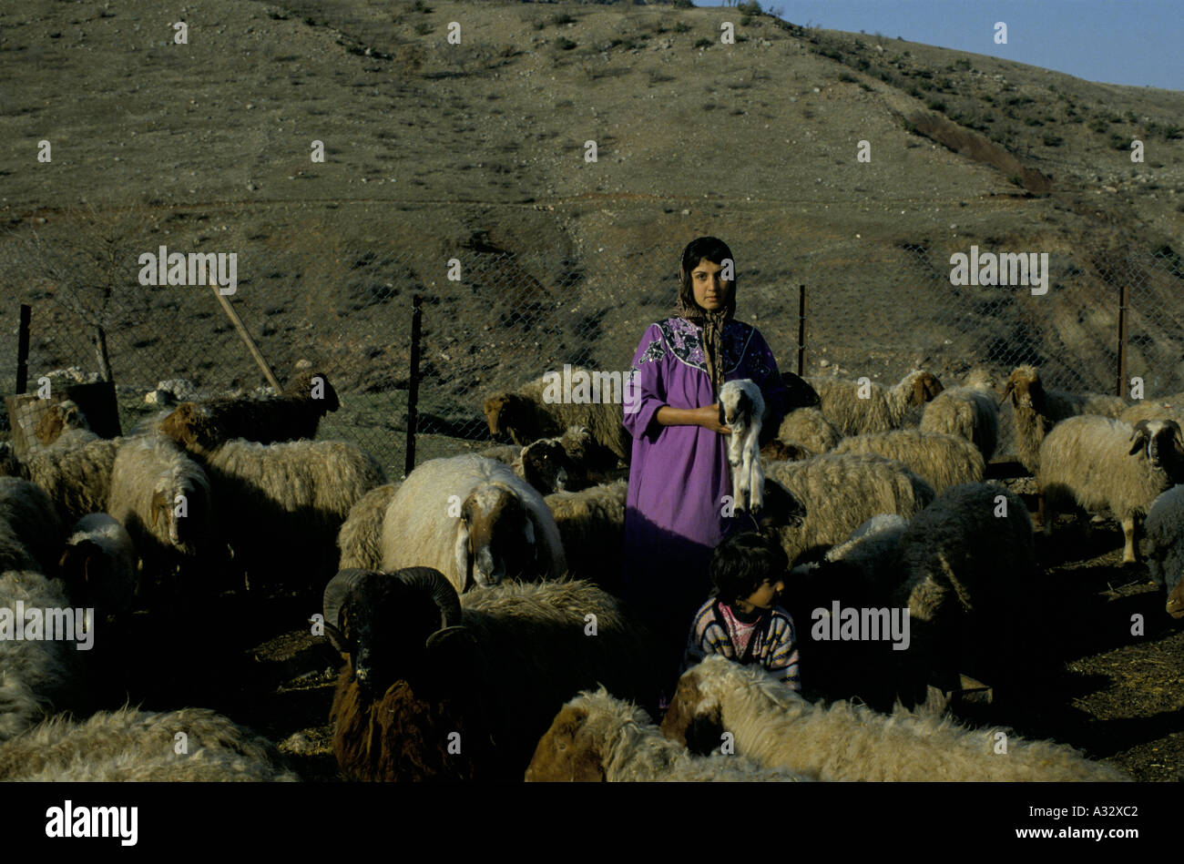 kurdistan feb 1993 a young woman holding a lamb while a young child tends sheep Stock Photo