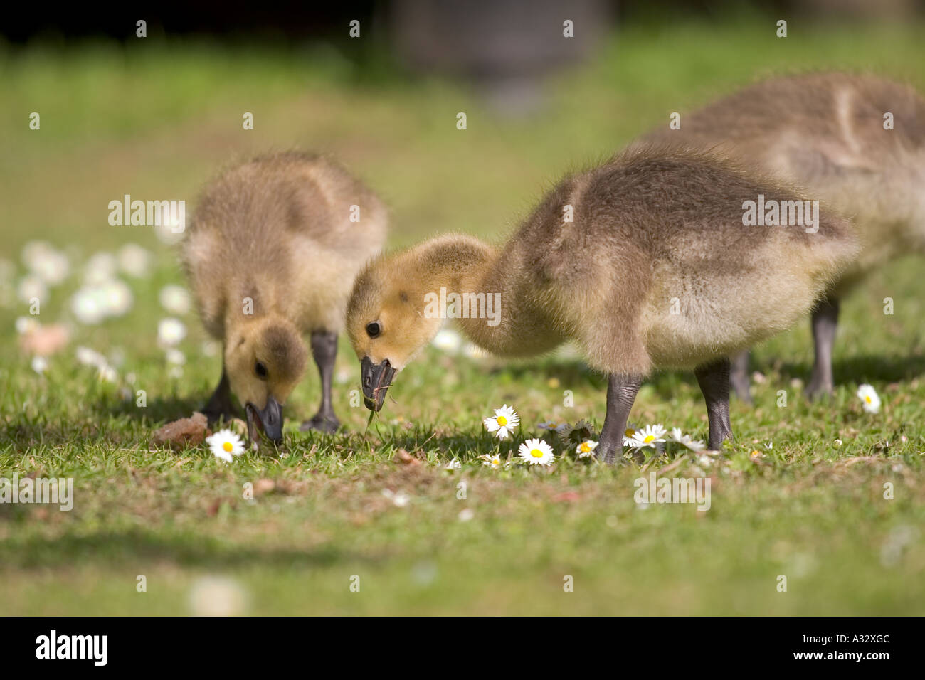 Canada goose gosling nibbling on grass Stock Photo