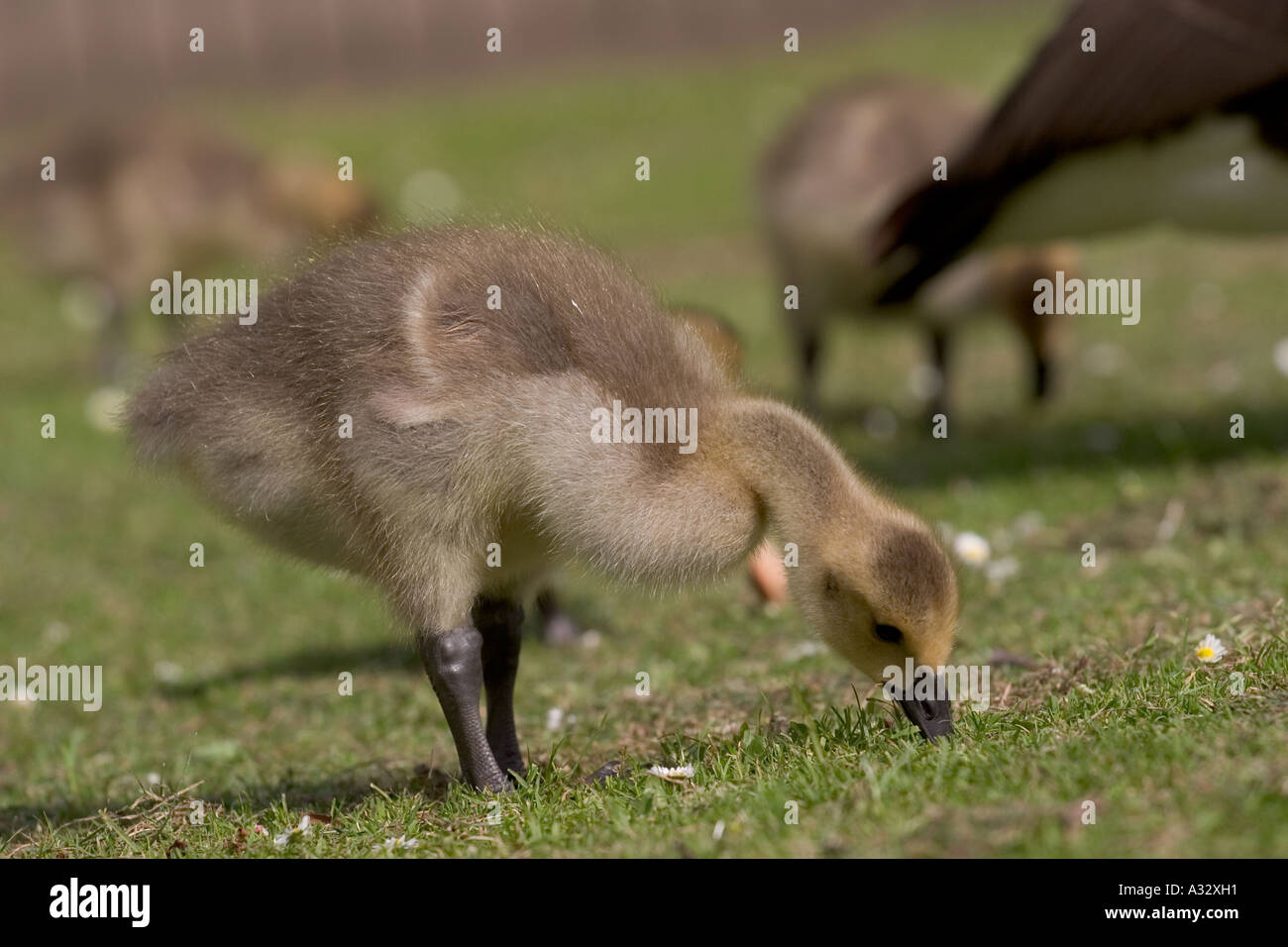 Canada goose gosling nibbling on grass Stock Photo