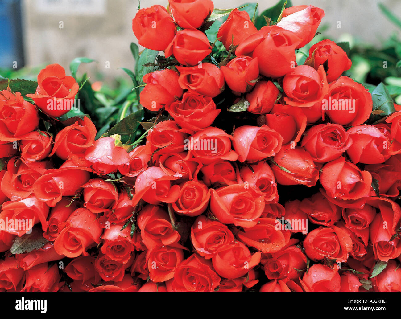Rose plant tree hi-res stock photography and images - Alamy