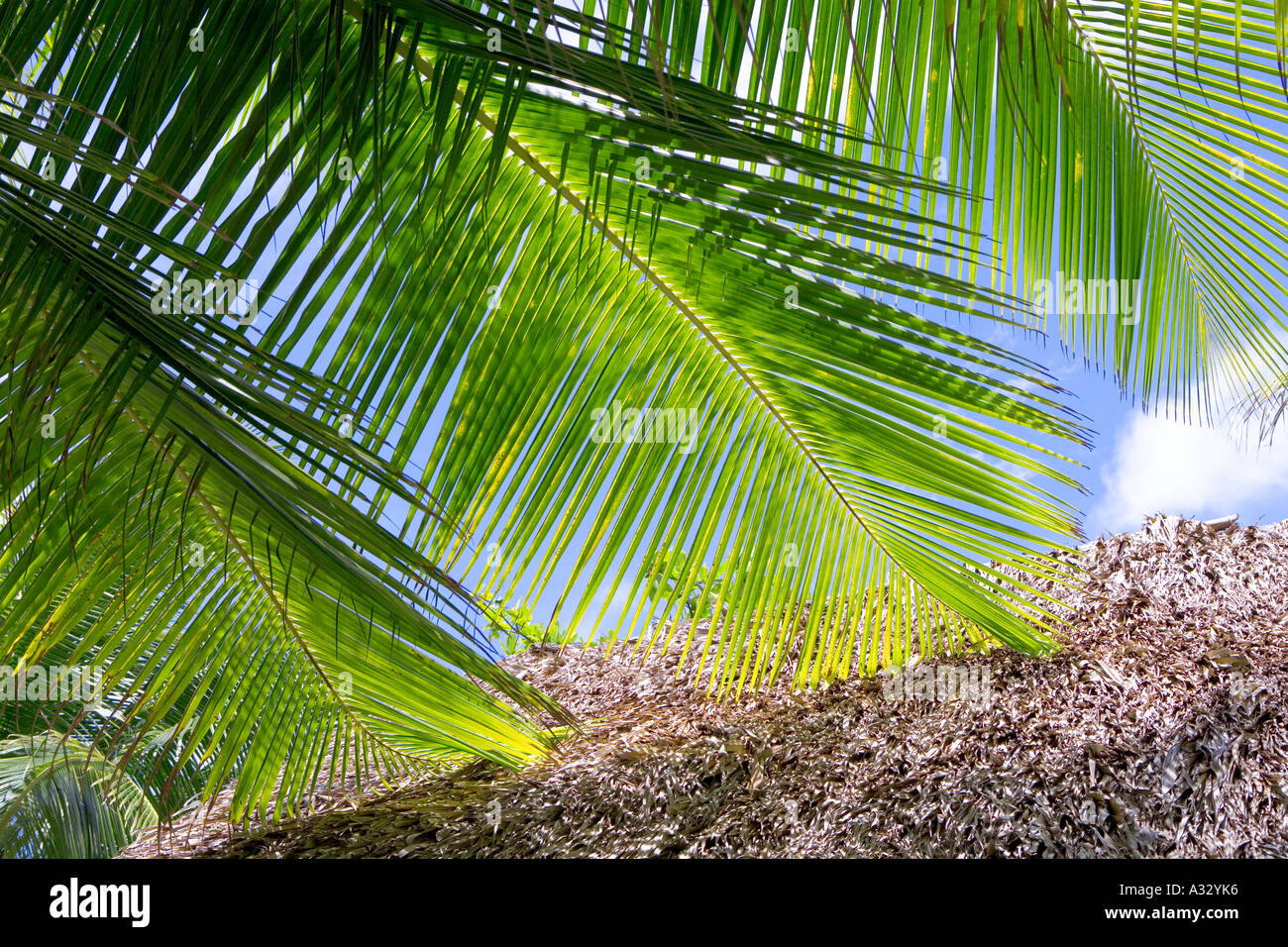 Caribbean, upward view of palm fronds and sky. Stock Photo