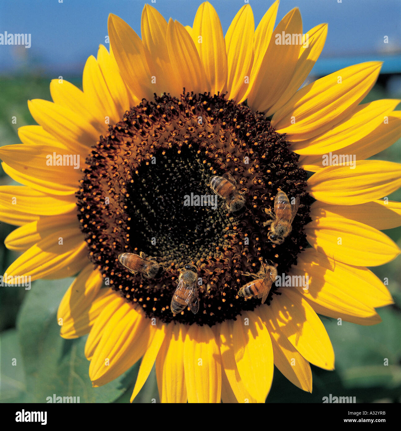 Bees on a sunflower is gathering honey Stock Photo - Alamy