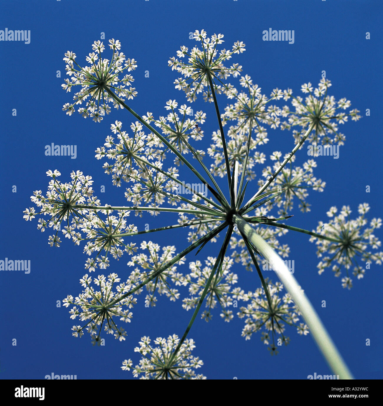 Baby's breath viewed from the ground Stock Photo