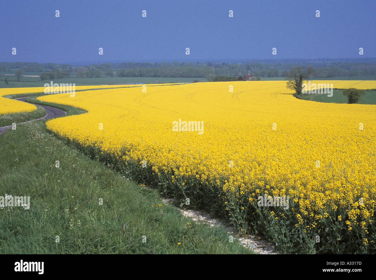 Oil Seed Rape Stock Photo - Alamy