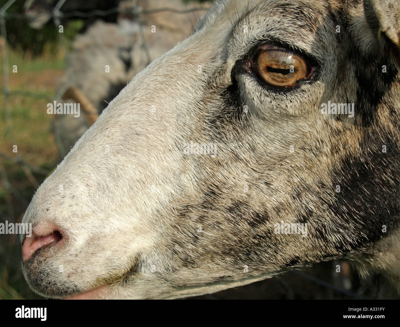 side view of head with eye of a sheep Stock Photo Alamy