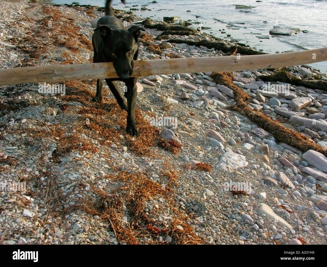 Dog carrying big stick hires stock photography and images Alamy