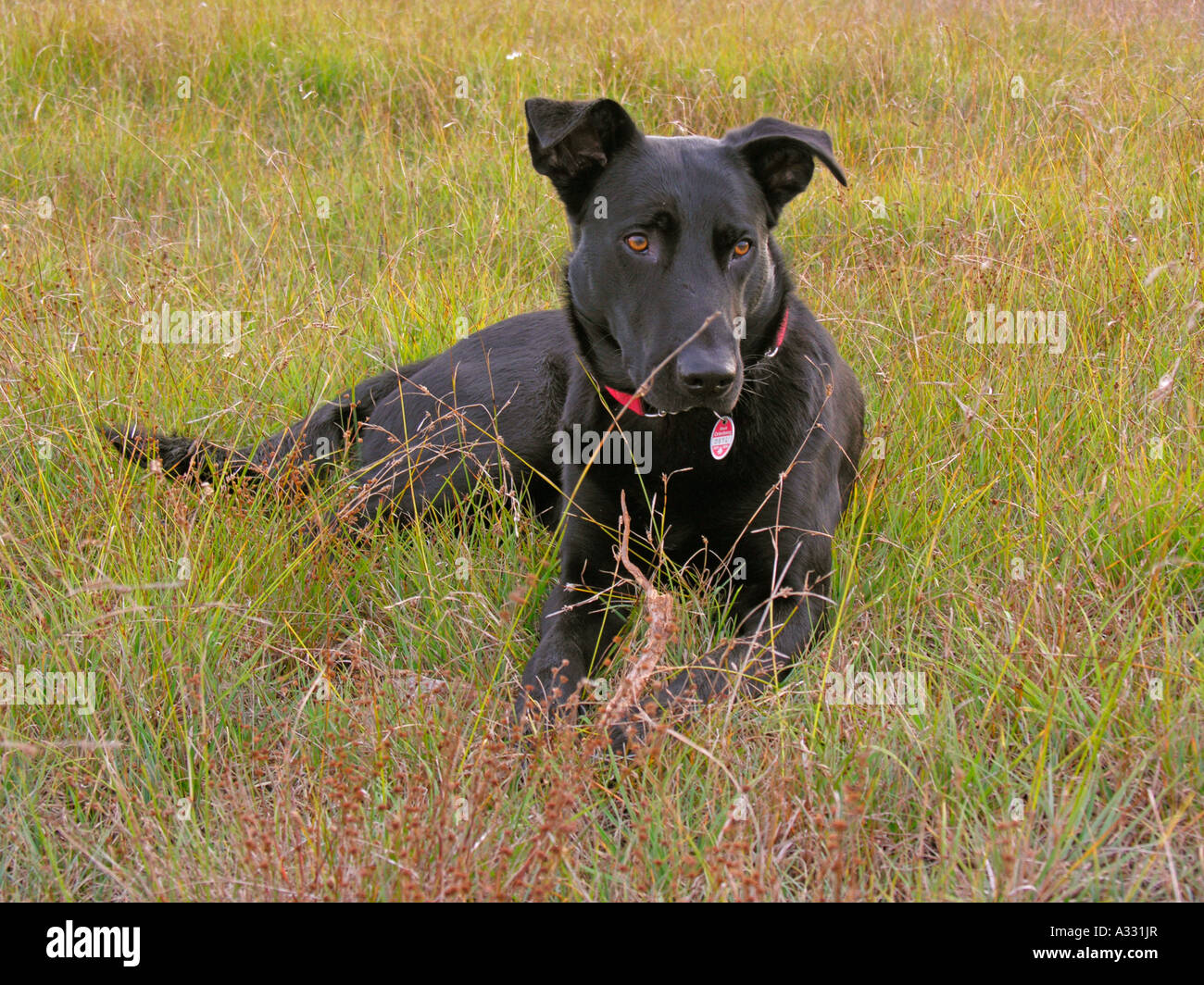 PR wet black dog lying on a meadow in grass Stock Photo - Alamy
