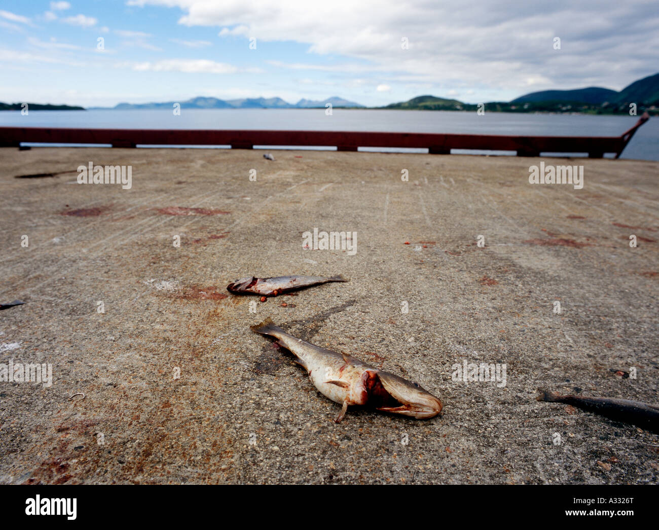 Dead fish Stock Photo