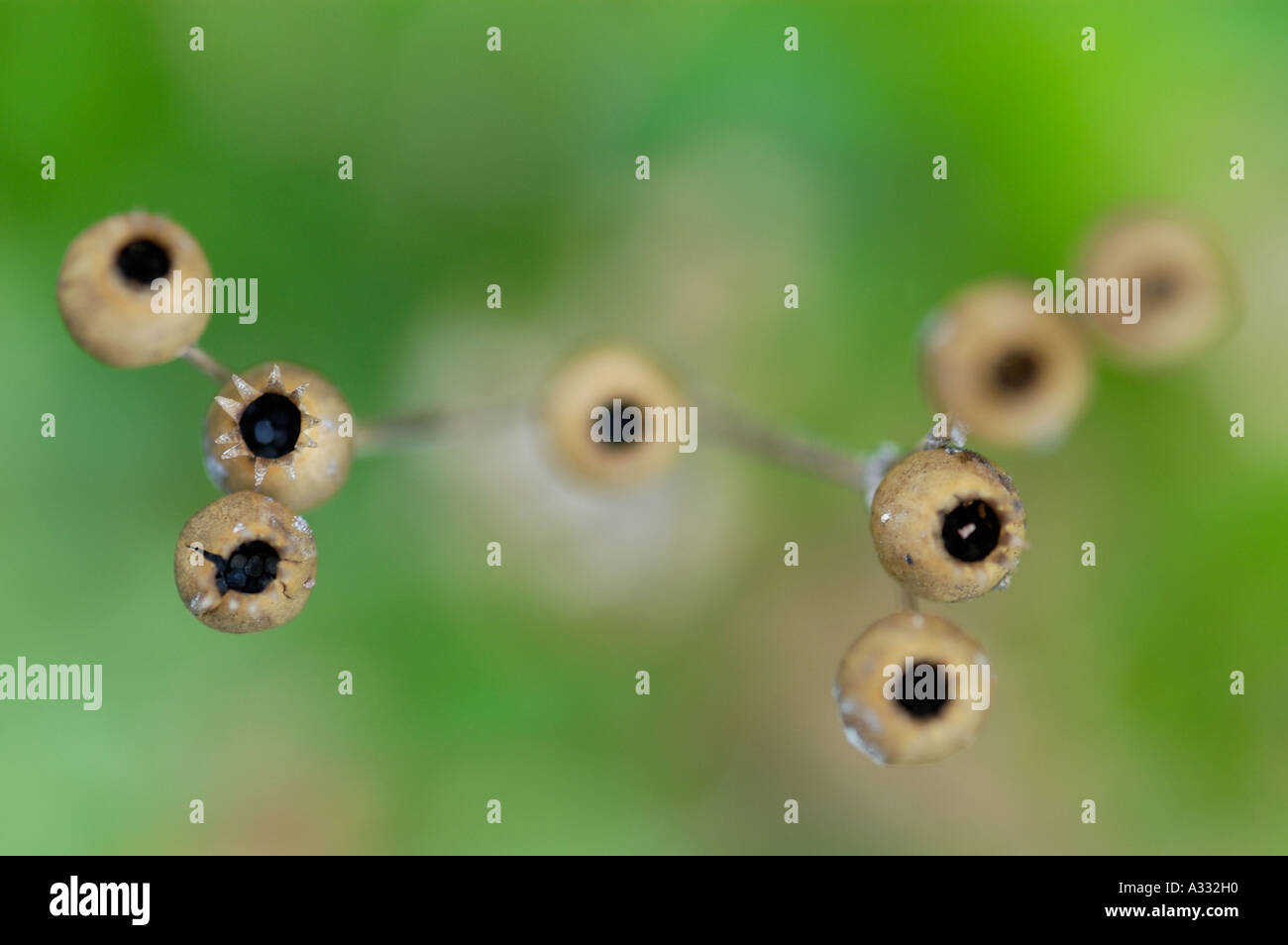Dried out seed heads hi-res stock photography and images - Alamy