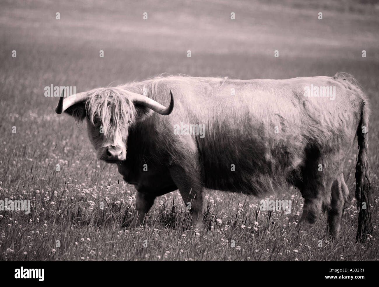 Highland cow black and white hi-res stock photography and images - Alamy