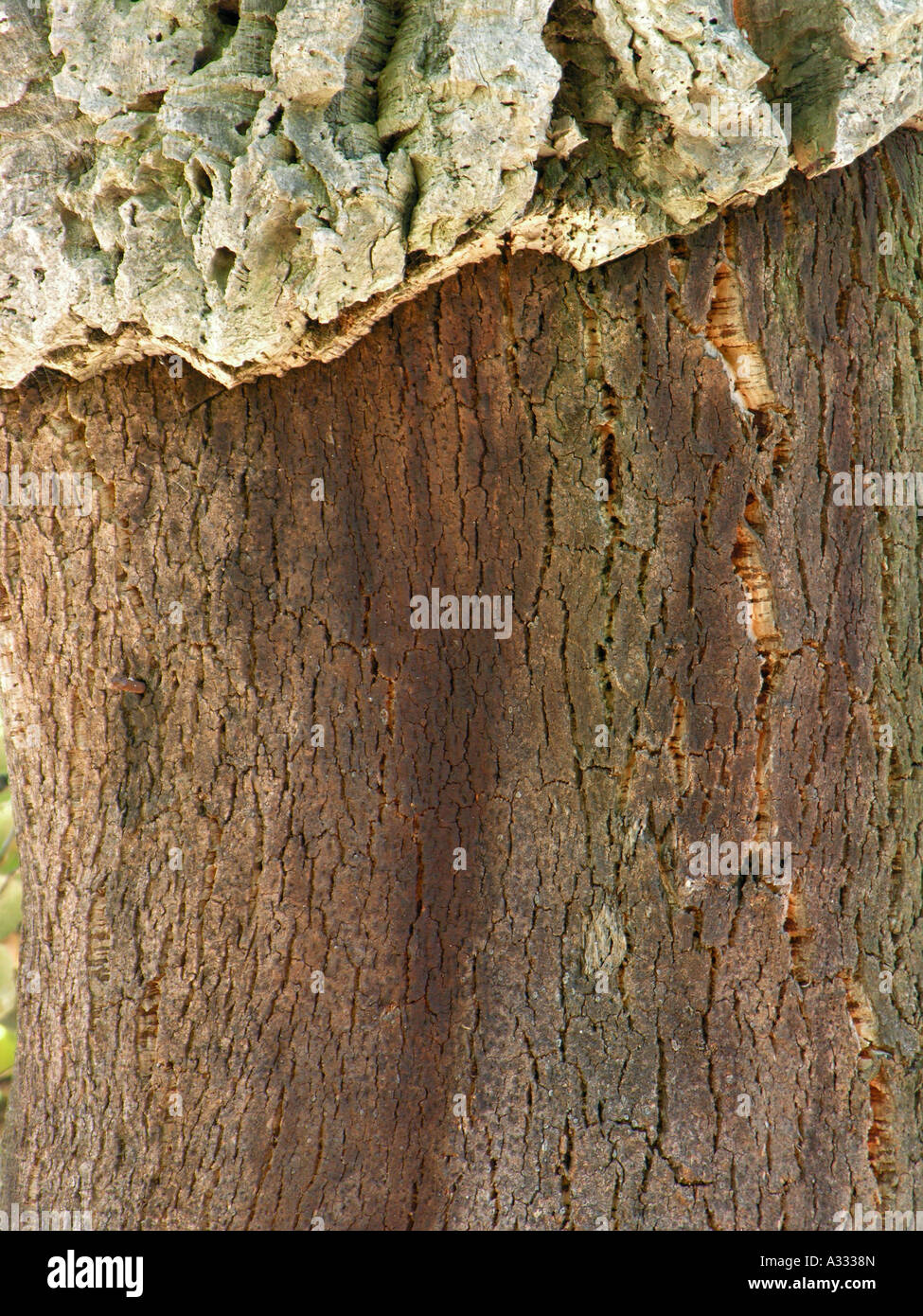bark of cork oak Quercus suber Stock Photo Alamy