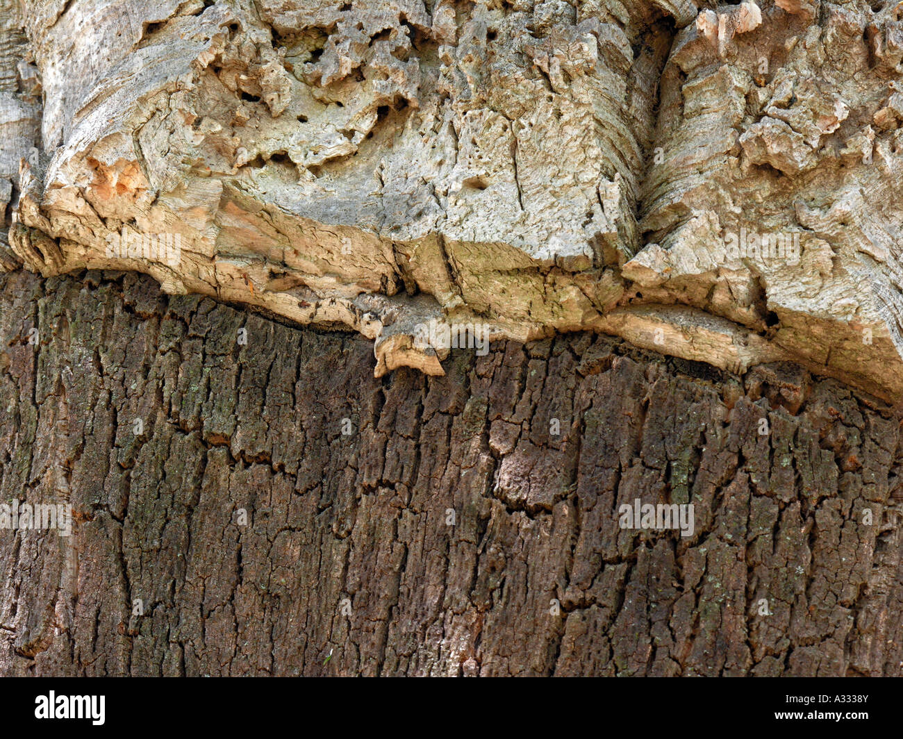 bark of cork oak Quercus suber Stock Photo Alamy