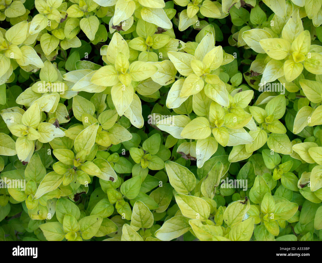 golden Origanum Marjoram aromatic plant Origanum aureum Stock Photo Alamy