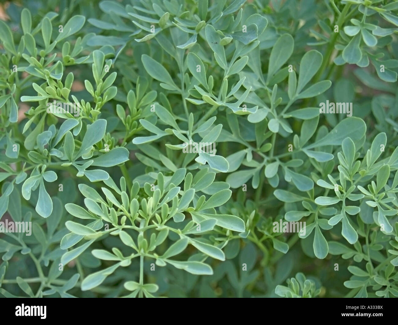 Ruta graveolens rue medical plant against afflictions by menstruation