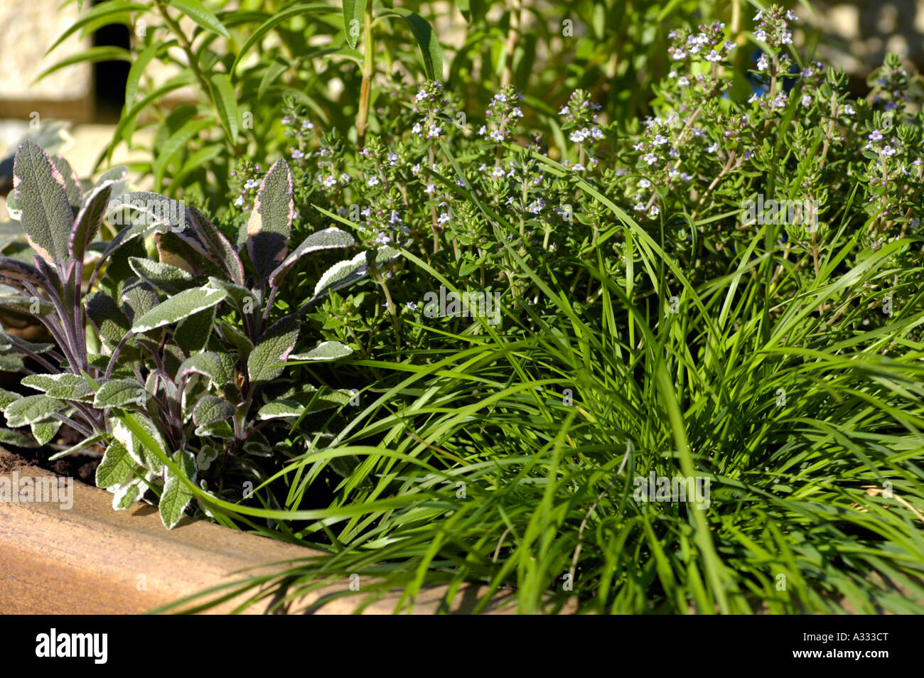 different spices thyme sage Stock Photo Alamy