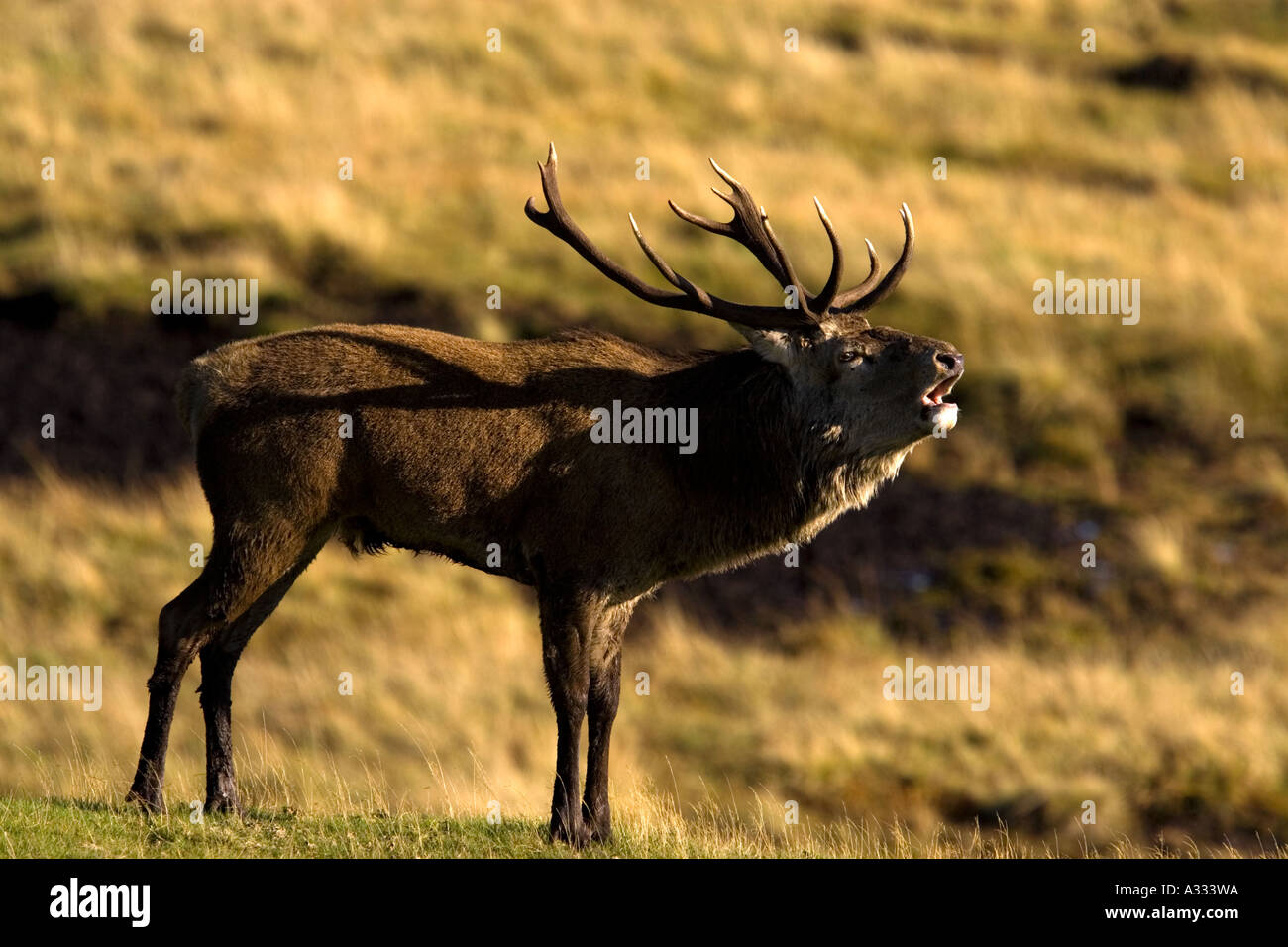 Red Deer Stag Scotland Stock Photo