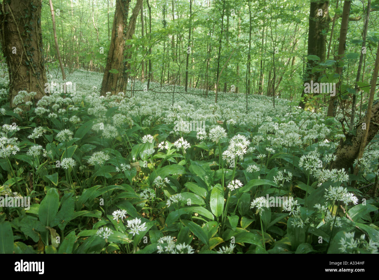 Wild Garlic growing in a wood near the Cotswold village of Castle Combe, Wiltshire Stock Photo