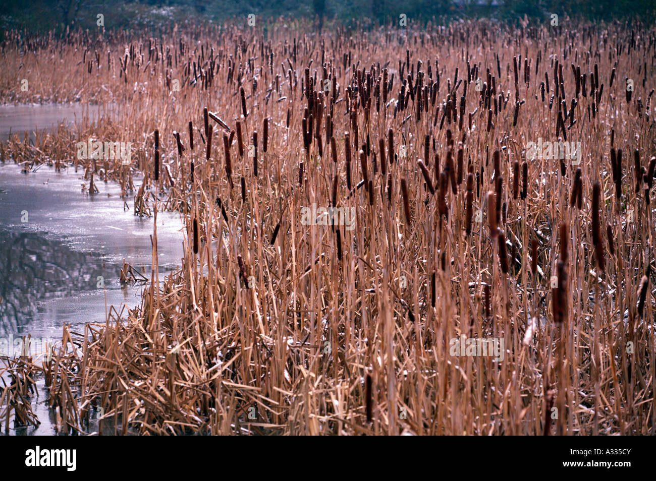 Bulrushes beside partly frozen lake in Epping Forest London UK Stock Photo