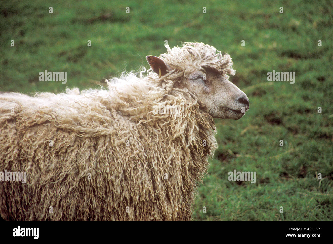 Cotswold Sheep at Cotswold Farm Park, Guiting Power, Gloucestershire