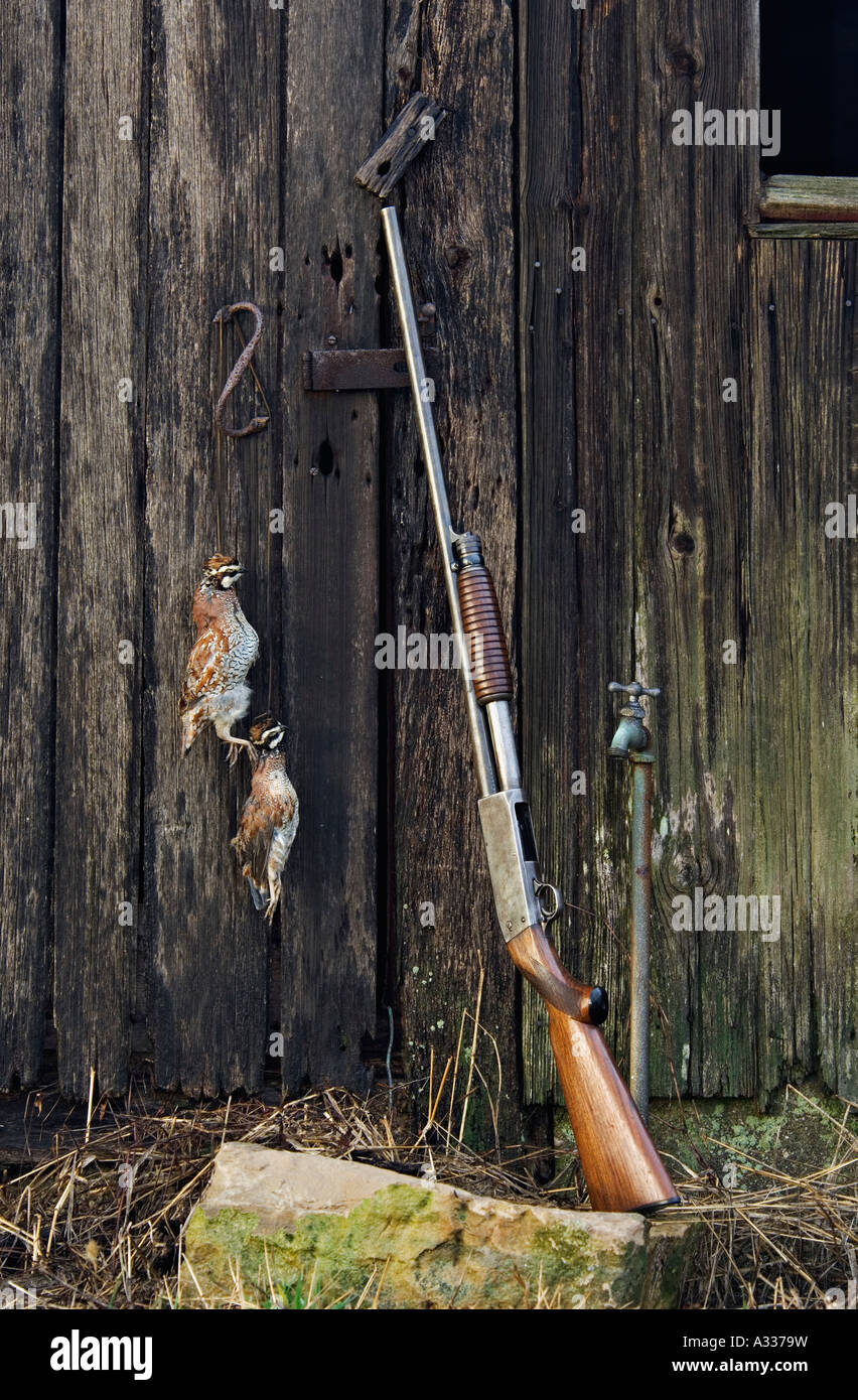 Old Ithaca Model 37 Featherweight 12 Gauge Pump Shotgun Leaning Against Weathered Barn with Pair of Bobwhite Quail Stock Photo