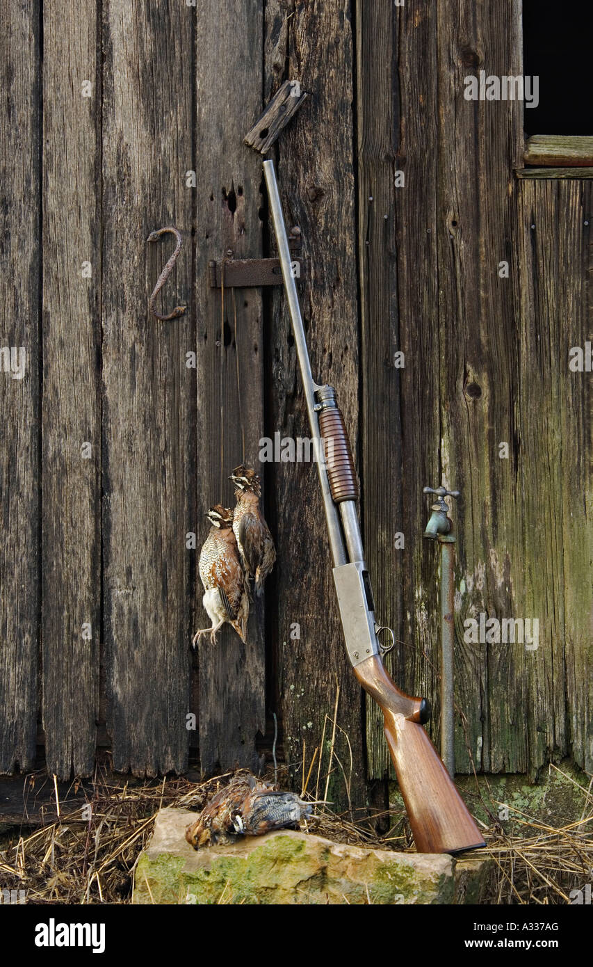 Old Ithaca Model 37 Featherweight 12 Gauge Pump Shotgun Leaning Against Weathered Barn with Bobwhite Quail Stock Photo