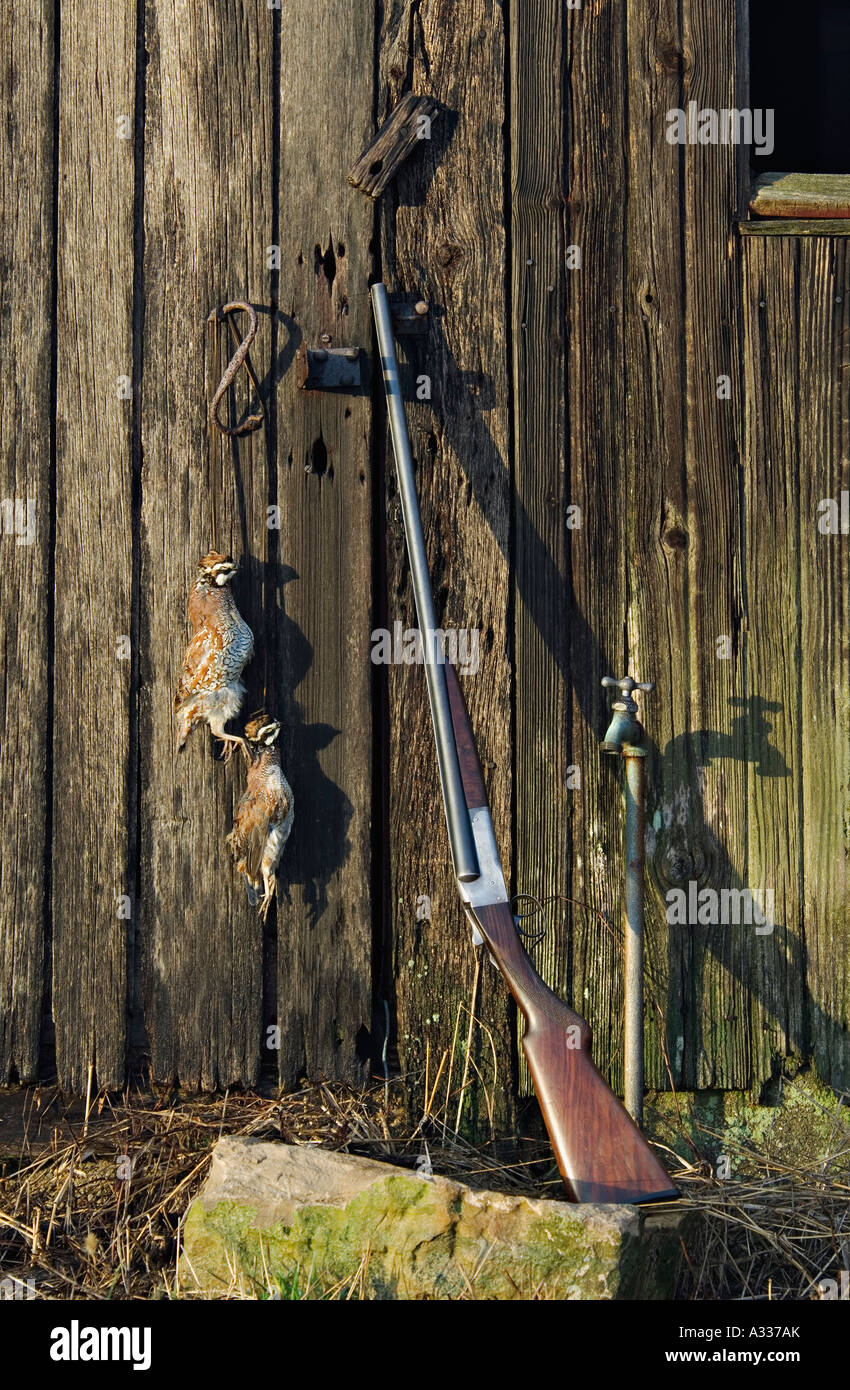 Old LeFever Nitro Special 20 Gauge Double Barrel Shotgun Leaning Against Weathered Barn with Pair of Bobwhite Quail Stock Photo